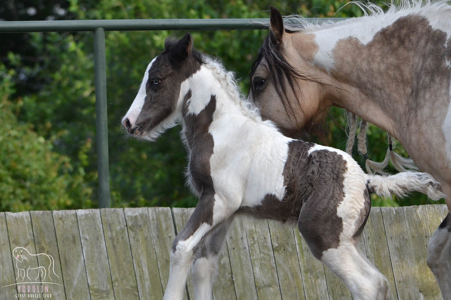 Podolin Dainty Sapphire - Black and White Gypsy Cob Foal